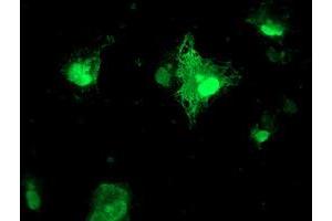 Anti-FXN mouse monoclonal antibody (ABIN2455527) immunofluorescent staining of COS7 cells transiently transfected by pCMV6-ENTRY FXN (RC204880). (Frataxin 抗体)