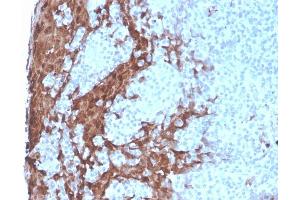 Formalin-fixed, paraffin-embedded human Tonsil stained with G-CSF Recombinant Mouse Monoclonal Antibody (rCSF3/900). (Recombinant G-CSF 抗体)