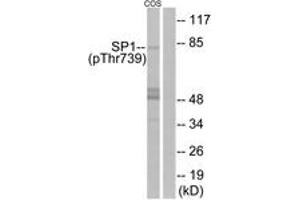 Western blot analysis of extracts from COS7 cells treated with serum 20% 15', using SP1 (Phospho-Thr739) Antibody. (SP1 抗体  (pThr739))