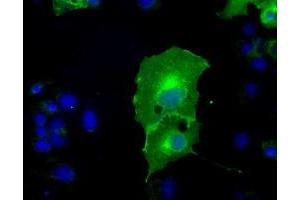 Anti-L1CAM mouse monoclonal antibody (ABIN2453214) immunofluorescent staining of COS7 cells transiently transfected by pCMV6-ENTRY L1CAM (RC211601). (L1CAM 抗体)
