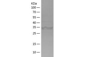 Western Blotting (WB) image for Isocitrate Dehydrogenase 1 (NADP+), Soluble (IDH1) (AA 341-414) protein (His-IF2DI Tag) (ABIN7123639) (IDH1 Protein (AA 341-414) (His-IF2DI Tag))