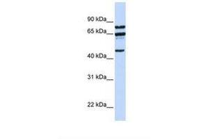 Image no. 1 for anti-Protein Phosphatase 4, Regulatory Subunit 2 (PPP4R2) (AA 288-337) antibody (ABIN6738043) (PPP4R2 抗体  (AA 288-337))