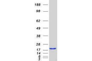 Western Blotting (WB) image for Thyroid Hormone Responsive (THRSP) protein (Myc-DYKDDDDK Tag) (ABIN2733605)