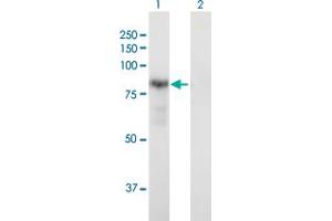 Western Blot analysis of DTNA expression in transfected 293T cell line by DTNA MaxPab polyclonal antibody. (DTNA 抗体  (AA 1-686))