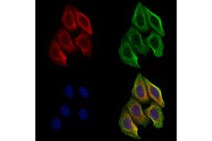 ABIN6266376 and ABIN6277340 staining Hela cells by IF/ICC. (PGC 抗体  (Internal Region))