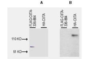 Western Blotting (WB) image for anti-Class II, Major Histocompatibility Complex, Transactivator (CIITA) (AA 1-333) antibody (ABIN97339)
