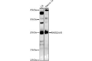 Western blot analysis of extracts of various cell lines, using RA/B antibody (ABIN7269790) at 1:1000 dilution. (RAB11A 抗体)