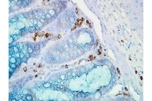 Immunohistochemistry analysis using Mouse Anti-Hsp90 alpha Monoclonal Antibody, Clone K41009 . (HSP90AA2 抗体  (AA 604-731) (Atto 594))
