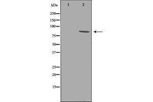 Western blot analysis of B-RAF phosphorylation expression in whole cell lysates,The lane on the left is treated with the antigen-specific peptide. (BRAF 抗体  (pThr599))