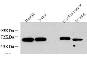 Western Blot analysis of various samples using c-Fos Monoclonal Antibody at dilution of 1:1000. (c-FOS 抗体)