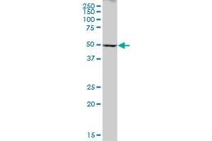 Western Blotting (WB) image for anti-Cytochrome P450, Family 2, Subfamily A, Polypeptide 6 (CYP2A6) (AA 1-494) antibody (ABIN514822)