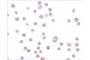 Immunofluorescence (IF) image for anti-Zinc Finger CCCH-Type, Antiviral 1 (ZC3HAV1) (C-Term) antibody (ABIN783641)