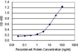 Detection limit for recombinant GST tagged NDNL2 is 0. (Necdin-Like 2 抗体  (AA 2-52))