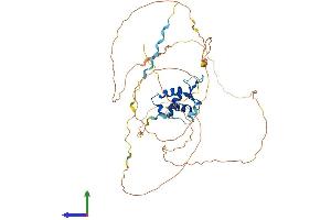 Protein Structure (PS) image for Forkhead Box F2 (FOXF2) (AA 1-446) protein (His tag) (ABIN7562403)
