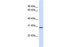 Image no. 1 for anti-Fibroblast Growth Factor 14 (FGF14) (AA 151-200) antibody (ABIN6746391) (FGF14 抗体  (AA 151-200))
