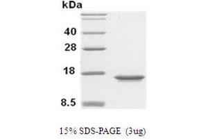 SDS-PAGE (SDS) image for Macrophage Migration Inhibitory Factor (Glycosylation-Inhibiting Factor) (MIF) (AA 1-115) protein (His tag) (ABIN666683) (MIF Protein (AA 1-115) (His tag))