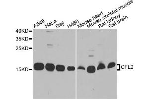 Western blot analysis of extracts of various cell lines, using CFL2 antibody. (Cofilin 2 抗体)