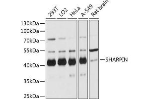 Western blot analysis of extracts of various cell lines, using SHARPIN antibody (ABIN6133099, ABIN6147733, ABIN6147735 and ABIN6215847) at 1:3000 dilution. (SHARPIN 抗体  (AA 1-170))