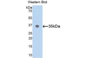 Western Blotting (WB) image for anti-C-Jun N-Terminal Kinases (AA 145-419) antibody (ABIN1859756) (C-Jun N-Terminal Kinases (AA 145-419) 抗体)