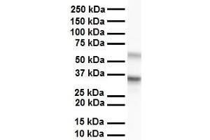 Western Blotting (WB) image for anti-Guanine Nucleotide Binding Protein (G Protein), beta Polypeptide 2-Like 1 (GNB2L1) (C-Term) antibody (ABIN2778966)