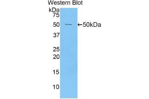 Western blot analysis of the recombinant protein. (Peroxiredoxin 1 抗体  (AA 1-199))