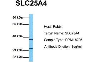 Western Blotting (WB) image for anti-Solute Carrier Family 25 (Mitochondrial Carrier, Adenine Nucleotide Translocator), Member 4 (SLC25A4) (N-Term) antibody (ABIN2781568)