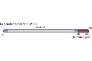 Image no. 3 for anti-Golgin A2 (GOLGA2) (AA 869-982) antibody (ABIN968197) (Golgin A2 (GOLGA2) (AA 869-982) 抗体)
