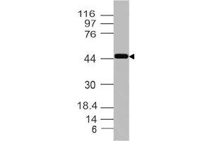 Image no. 1 for anti-Inhibin (INH) (AA 196-366) antibody (ABIN5027318) (Inhibin 抗体  (AA 196-366))
