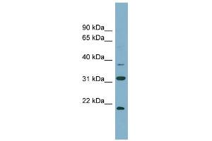 WB Suggested Anti-N6AMT1 Antibody Titration:  0. (N6AMT1 抗体  (N-Term))