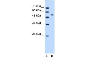 Perilipin antibody used at 1. (PLIN1 抗体  (N-Term))