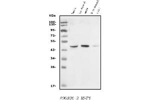 Western blot analysis of GDF8/Myostatin/MSTN using anti-GDF8/Myostatin/MSTN antibody (ABIN7602824).