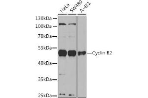Western blot analysis of extracts of various cell lines, using Cyclin B2 Rabbit pAb  at 1:1000 dilution. (Cyclin B2 抗体  (AA 1-100))