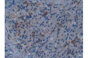 DAB staining on IHC-P; Samples: Mouse Pancreas Tissue (DISC1 抗体  (AA 151-330))