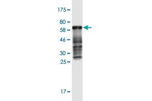 Western Blot detection against Immunogen (60. (CDX2 抗体  (AA 1-313))