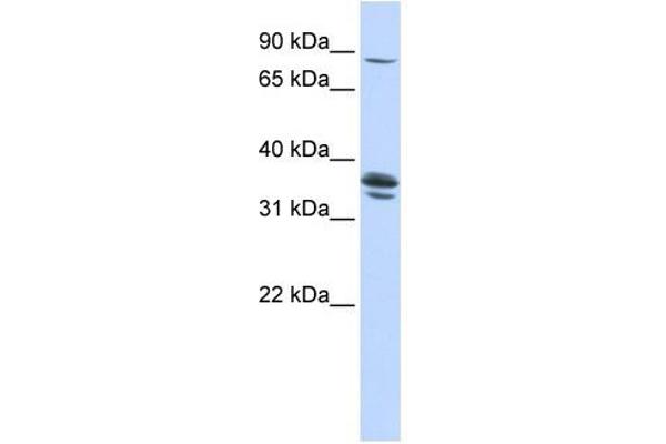 Solute Carrier Organic Anion Transporter Family, Member 3A1 (SLCO3A1) (Middle Region) 抗体
