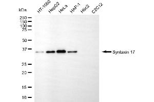 Western blotting analysis using syntaxin 17 antibody (ABIN7800493). (Syntaxin 17 抗体)