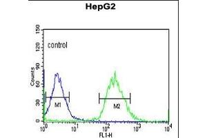 YMEL1 Antibody (N-term) (ABIN651076 and ABIN2840062) flow cytometric analysis of HepG2 cells (right histogram) compared to a negative control cell (left histogram). (YME1L1 抗体  (N-Term))
