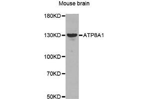 Western Blotting (WB) image for anti-ATPase, Class I, Type 8A, Member 1 (ATP8A1) antibody (ABIN1871182) (ATP8A1 抗体)