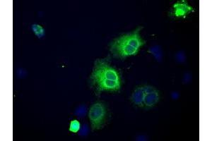 Immunofluorescence (IF) image for anti-Atrial Natriuretic Peptide Receptor 3 (NPR3) antibody (ABIN1499807) (NPR3 抗体)