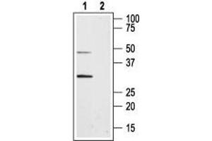 Western blot analysis of rat pancreas membranes: - 1. (Aquaporin 8 抗体  (Intracellular, N-Term))