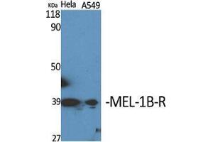 Western Blot (WB) analysis of specific cells using MEL-1B-R Polyclonal Antibody. (Melatonin Receptor 1B 抗体  (C-Term))