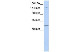 Western Blotting (WB) image for anti-PR Domain Containing 15 (PRDM15) antibody (ABIN2458960) (PRDM15 抗体)