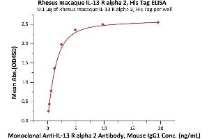 Immobilized Rhesus macaque IL-13 R alpha 2, His Tag (ABIN6973105) at 1 μg/mL (100 μL/well) can bind Monoclonal Anti-IL-13 R alpha 2 Antibody, Mouse IgG1 with a linear range of 0. (IL13RA2 Protein (AA 26-340) (His tag))
