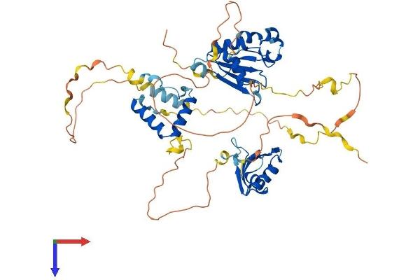 RNP Protein (AA 1-514) (His tag)