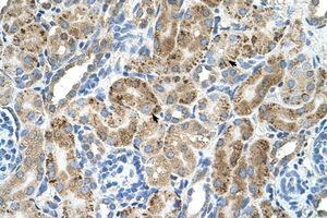 Image no. 1 for anti-Vacuolar H+-ATPase Homolog (VMA21) (N-Term) antibody (ABIN205060) (VMA21 抗体  (N-Term))