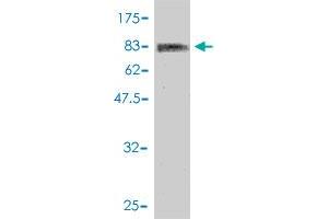 Western Blotting (WB) image for anti-Cleavage Stimulation Factor, 3' Pre-RNA, Subunit 2, 64kDa (CSTF2) (AA 1-577) antibody (ABIN560510)