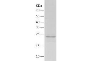 Western Blotting (WB) image for Jun Proto-Oncogene (JUN) (AA 1-241) protein (His tag) (ABIN7123653) (C-JUN Protein (AA 1-241) (His tag))