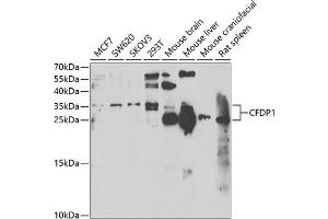 Western blot analysis of extracts of various cell lines, using CFDP1 antibody  at 1:1000 dilution. (CFDP1 抗体  (AA 1-299))