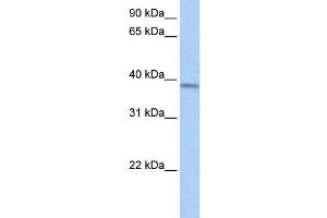 Western Blotting (WB) image for anti-Acyl-CoA Dehydrogenase, Short/branched Chain (ACADSB) antibody (ABIN2459779) (ACADSB 抗体)