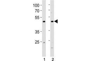 FOXA2 antibody western blot analysis in (1) human MCF-7 cell line and (2) rat stomach tissue lysate. (FOXA2 抗体  (AA 380-407))